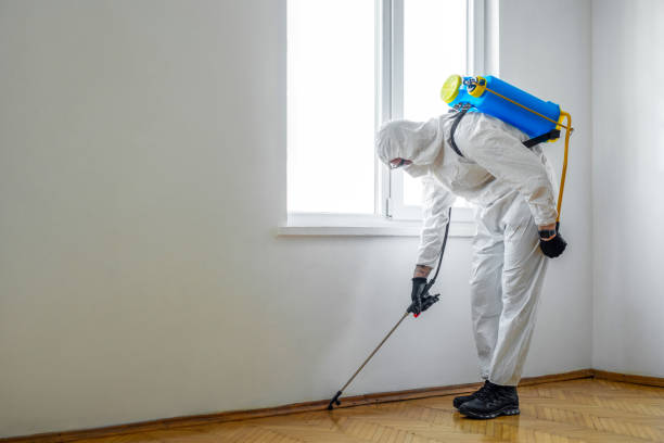 Best Local Pest Control Services  in Hillandale, MD
