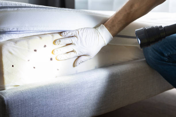Best Mosquito Control Services  in Hillandale, MD