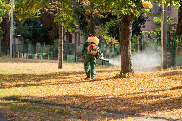 Reliable Hillandale, MD Pest Control Solutions
