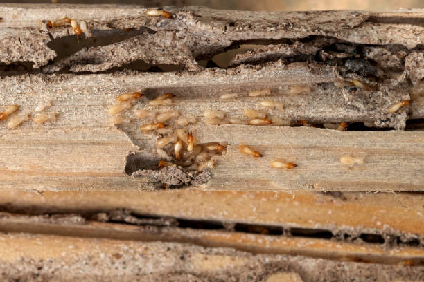 Best Affordable Pest Control Services  in Hillandale, MD